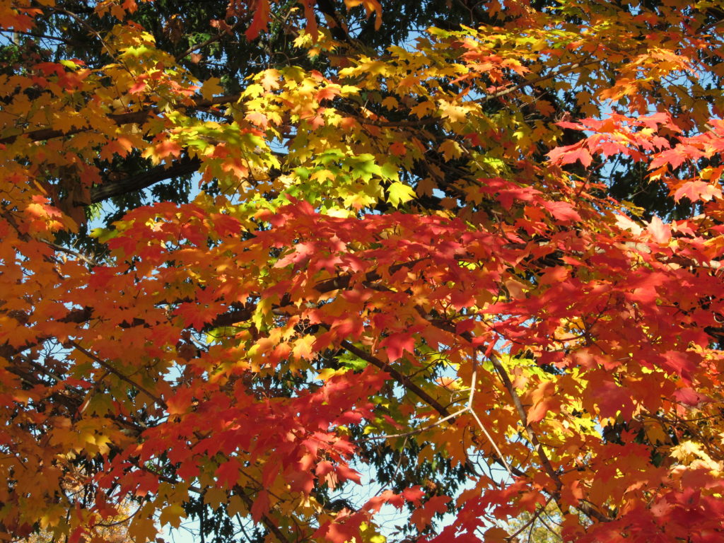 Maple in red and yellow